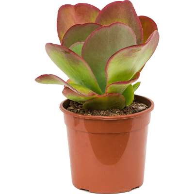 Растение горшечное Каланхое/Kalanchoë thyrsiflora
