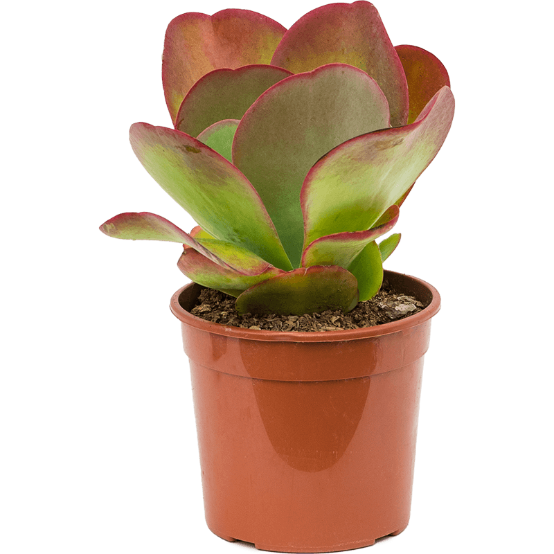 Kalanchoe Турсифлора