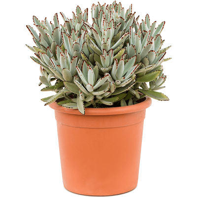 Растение горшечное Каланхое/Kalanchoe tomentosa