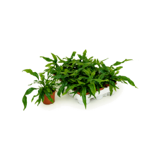 Microsorum diversifolium 12/tray