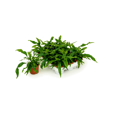 Растение горшечное Микросорум/Microsorum diversifolium 12/tray