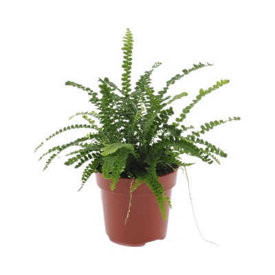 Растение горшечное Нефролепис/Nephrolepis cordifolia 'Duffii' 6/tray