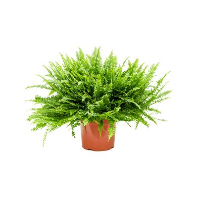 Растение горшечное Нефролепис/Nephrolepis exaltata 'Green Lady'