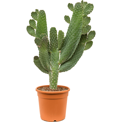 Растение горшечное Опунция/Opuntia consolea