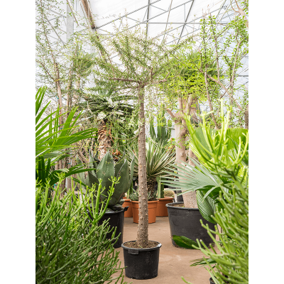 Растение горшечное Слоновое дерево/Operculicarya decaryi