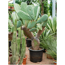 Opuntia indica