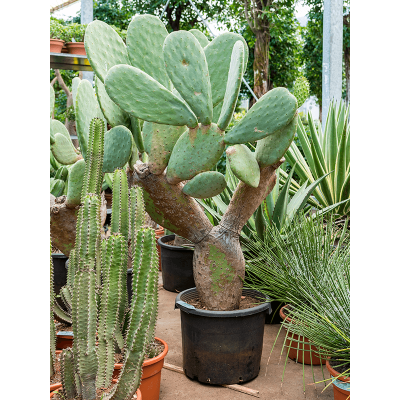 Растение горшечное Опунция/Opuntia indica