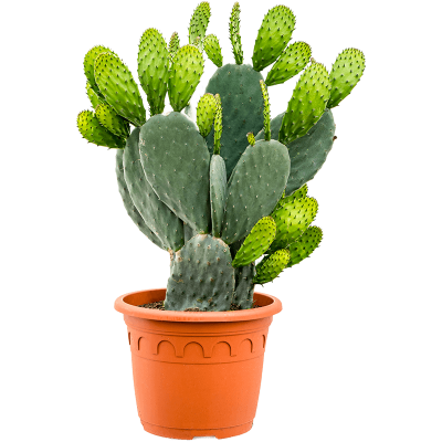 Растение горшечное Опунция/Opuntia indica