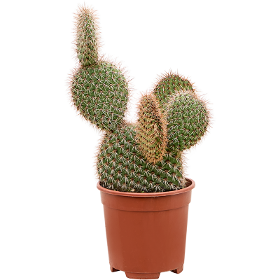 Растение горшечное Опунция/Opuntia pycnantha