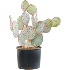 Opuntia santa rita