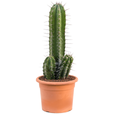 Pachycereus 'Pecten Aboriginum'