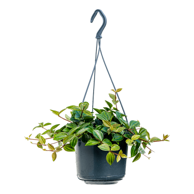 Растение горшечное Пеперомия/Peperomia angulata 'Rocca Scuro'