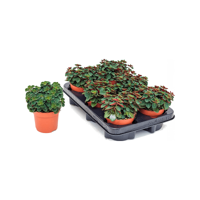 Растение горшечное Пеперомия/Peperomia verticillata 8/tray