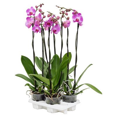 Растение горшечное Фаленопсис/Phalaenopsis 'Tsarine Pink' 4/tray