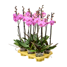 Phalaenopsis 'Laura' 6/tray