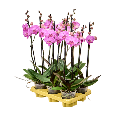 Растение горшечное Фаленопсис/Phalaenopsis 'Laura' 6/tray