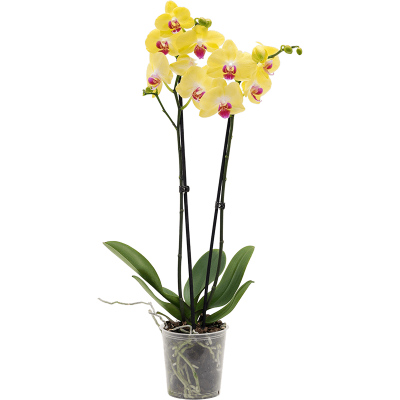 Растение горшечное Фаленопсис/Phalaenopsis 'Yara' 6/tray