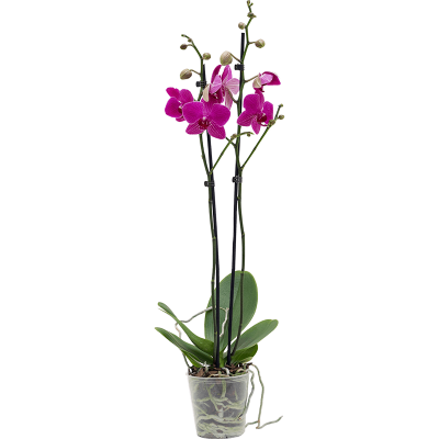 Растение горшечное Фаленопсис/Phalaenopsis 'Judy Diamond' 10/tray