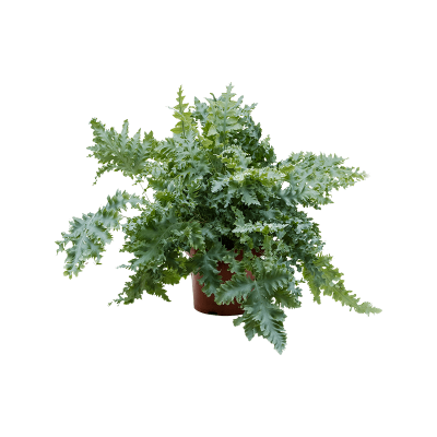 Растение горшечное Флебодиум/Phlebodium davana