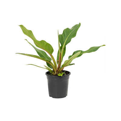 Растение горшечное Филодендрон/Philodendron fatboy