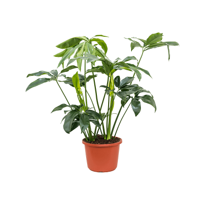 Растение горшечное Филодендрон/Philodendron 'Green Wonder'