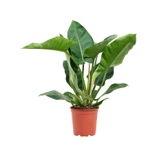 Philodendron 'Imperial Green'