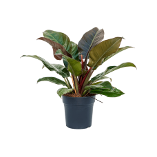 Philodendron `Imperial Red'