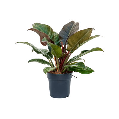 Растение горшечное Филодендрон/Philodendron imperial red