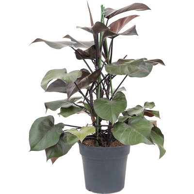 Растение горшечное Филодендрон/Philodendron 'Purple Congo'