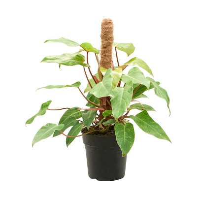 Растение горшечное Филодендрон/Philodendron 'Painted Lady'