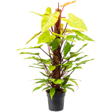 Philodendron 'Painted Lady'