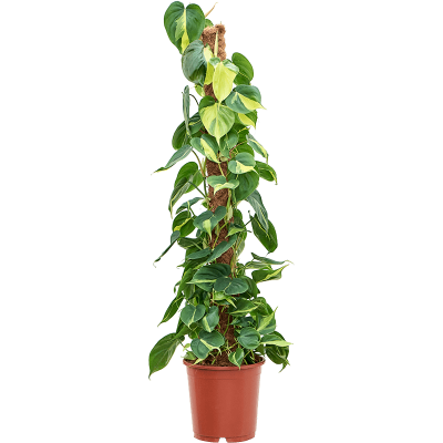 Растение горшечное Филодендрон/Philodendron scandens 'Brasil'