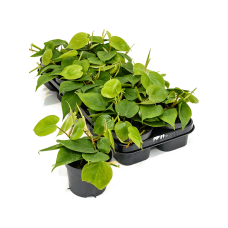 Philodendron scandens 10/tray