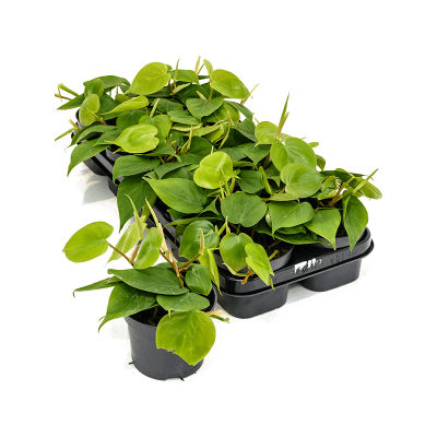 Растение горшечное Филодендрон/Philodendron scandens 10/tray