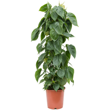 Philodendron scandens