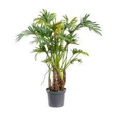 Philodendron 'Xantal'