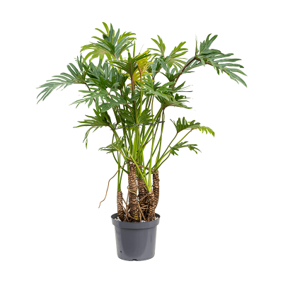 Растение горшечное Филодендрон/Philodendron 'Xantal'