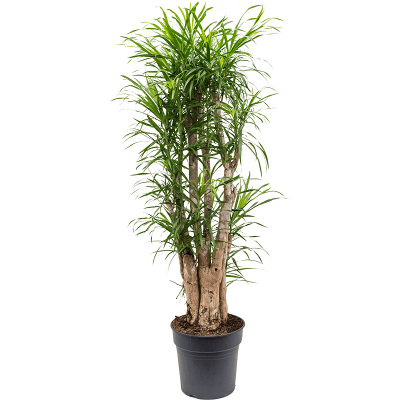 Растение горшечное Плеомеле/Pleomele anita