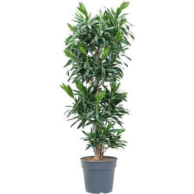 Растение горшечное Плеомеле/Pleomele (Dracaena) reflexa