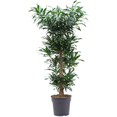 Pleomele (Dracaena) reflexa