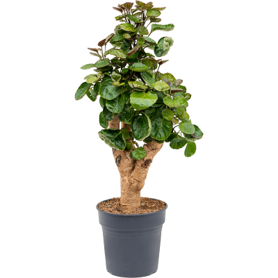 Растение горшечное Аралия/Aralia (polyscias) fabian