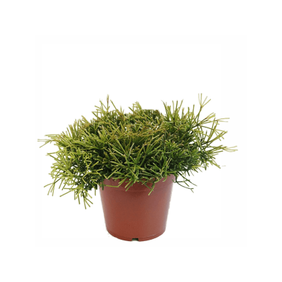 Растение горшечное Рипсалис/Rhipsalis clavata 4/tray