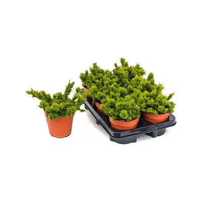 Растение горшечное Рипсалис/Rhipsalis mesembryanthemoides 6/tray
