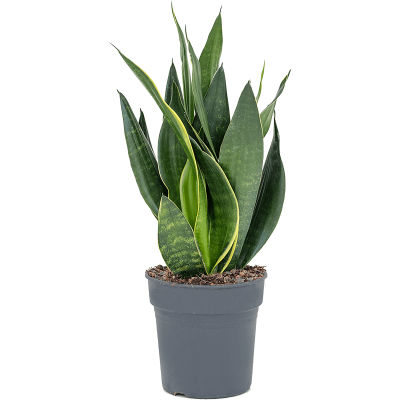 Растение горшечное Сансевиерия/Sansevieria black diamond