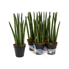 Sansevieria cylindrica 'Tower' 4/tray