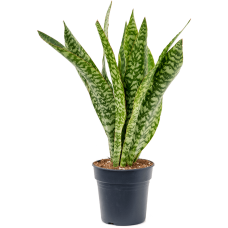 Sansevieria masoniana 'Dragon'