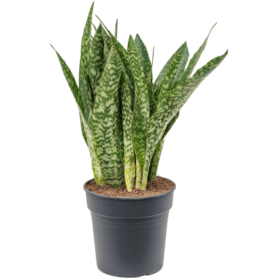 Растение горшечное Сансевиерия/Sansevieria masoniana 'Dragon'