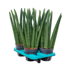 Sansevieria cylindrica 'Fan' 4/tray