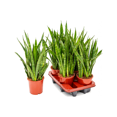 Растение горшечное Сансевиерия/Sansevieria kirkii 4/tray