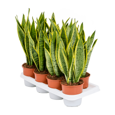 Sansevieria trifasciata 'Laurentii'